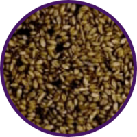Imagem dos grãos do produto Brachiaria cv. MG-4